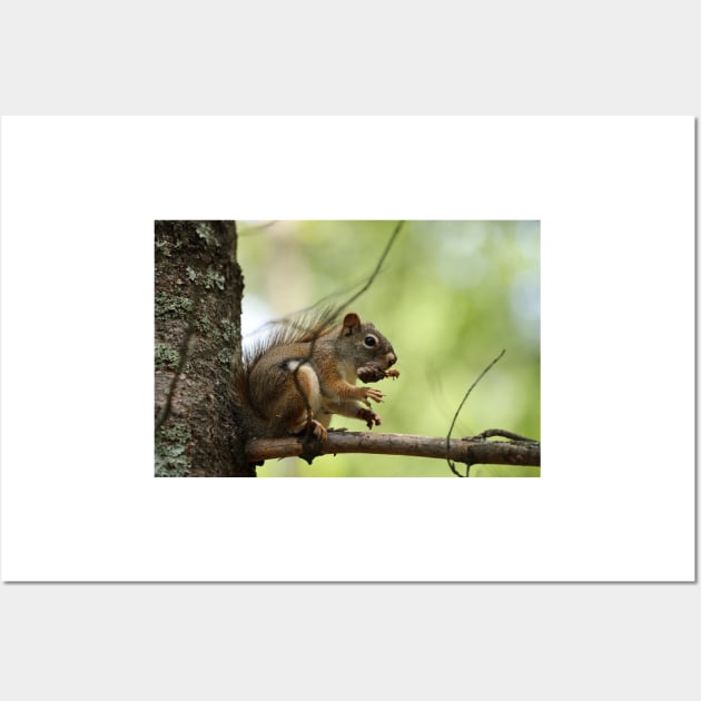 Red Squirrel Wall Art by ztrnorge